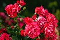 Fresh roses outdoors. Natural background, bunches of roses on a garden bush. A close-up of a bush of red roses in a city park Royalty Free Stock Photo