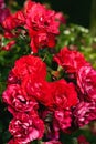 Fresh roses outdoors. Natural background, bunches of roses on a garden bush. A close-up of a bush of red roses in a city park Royalty Free Stock Photo