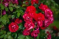 Fresh roses outdoors. Natural background, bunches of roses on a garden bush. A close-up of a bush of red roses in a city park Royalty Free Stock Photo