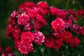 Fresh roses outdoors. Natural background, bunches of roses on a garden bush. A close-up of a bush of red roses in a city park Royalty Free Stock Photo