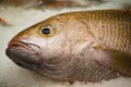 Fresh Rosy jobfish freezing on the ice at a fish market.