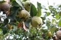 Fresh and rotten quince fruits on a tree. Branches filled with false apple fruit.