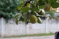 Fresh and rotten quince fruits on a tree. Branches filled with false apple fruit.