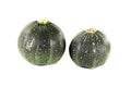 Fresh rotund zucchini Royalty Free Stock Photo