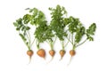 Fresh round baby carrots Royalty Free Stock Photo