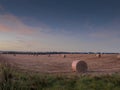 Fresh round bale of hey in a field at sunrise, blue colorful cloudy sky, Nobody. Concept agriculture process Royalty Free Stock Photo