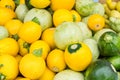 Fresh round squash on display Royalty Free Stock Photo