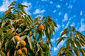 Bunch of fresh lychee hanging on tree with leaves