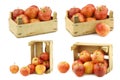 Fresh `royal gala` apples in a wooden crate Royalty Free Stock Photo