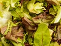 Fresh Rucula and Green Lettuce Salad Royalty Free Stock Photo