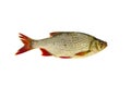 Fresh rudd (Scardinius erythrophthalmus) fish isolated on white