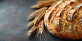 a fresh, ruddy loaf of bread lying on a dark background next to wheat ears,a place for text,the concept of a bakery business, Royalty Free Stock Photo