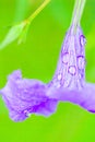 Fresh Ruellia tuberosa with water drops after the rain Royalty Free Stock Photo