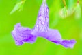 Fresh Ruellia tuberosa with water drops after the rain Royalty Free Stock Photo