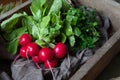 Fresh rustic harvest of radishes healthy vegetables in vintage basket