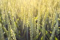 Fresh rye field on sunset in Poland Royalty Free Stock Photo