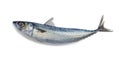 Fresh saba fish Mackerel isolated on white background. File contains a clipping path