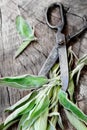 Fresh sage Royalty Free Stock Photo