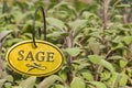 Fresh Sage Herb