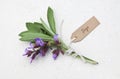 Fresh sage herb Royalty Free Stock Photo