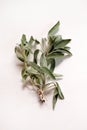 Fresh sage herb. Royalty Free Stock Photo