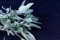 Fresh sage herb Royalty Free Stock Photo