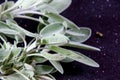 Fresh sage herb Royalty Free Stock Photo