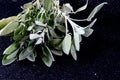 Fresh sage herb Royalty Free Stock Photo