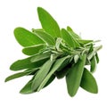 Fresh sage herb leaves isolated on white trnsparent. Royalty Free Stock Photo