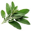 Fresh sage herb leaves isolated on white trnsparent Royalty Free Stock Photo