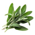 Fresh sage herb leaves isolated on white trnsparent Royalty Free Stock Photo