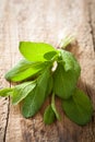 Fresh sage herb leaves on rustic wooden background Royalty Free Stock Photo