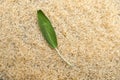 Fresh sage leaf on a background of rice cereals.