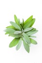 Fresh sage leaf on white background