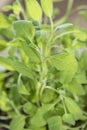 Fresh Sage Plant Royalty Free Stock Photo