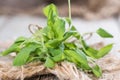 Fresh Sage Plant Royalty Free Stock Photo