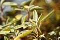Fresh sage plant growing outdoors, close up Royalty Free Stock Photo