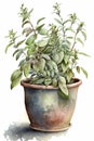 Fresh sage plant in a pot, watercolor illustration Royalty Free Stock Photo