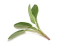 Fresh sage sprig