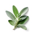 Fresh sage on white background