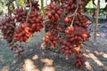 Fresh Salacca zalacca or Salak fruits in the Salak tree garden fruits.