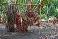 Fresh Salacca zalacca or Salak fruits in the Salak tree garden fruits.