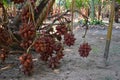 Fresh Salacca zalacca or Salak fruits in the Salak tree garden fruits.
