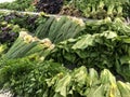 Fresh salad greens organic vegetables on shelves in supermarket Royalty Free Stock Photo