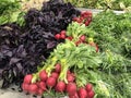 Fresh salad greens organic vegetables on shelves in supermarket Royalty Free Stock Photo