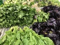 Fresh salad greens organic vegetables on shelves in supermarket Royalty Free Stock Photo