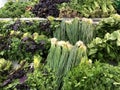 Fresh salad greens organic vegetables on shelves in supermarket Royalty Free Stock Photo