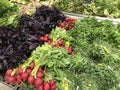 Fresh salad greens organic vegetables on shelves in supermarket Royalty Free Stock Photo