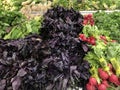 Fresh salad greens organic vegetables on shelves in supermarket Royalty Free Stock Photo