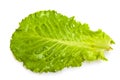 Fresh salad leaf Royalty Free Stock Photo